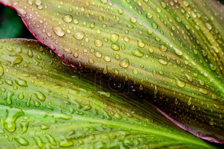 Hojas frescas de Cordyline fruticosa cubiertas de gotas de lluvia