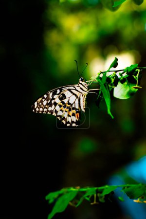 Una mariposa se sienta en una hoja