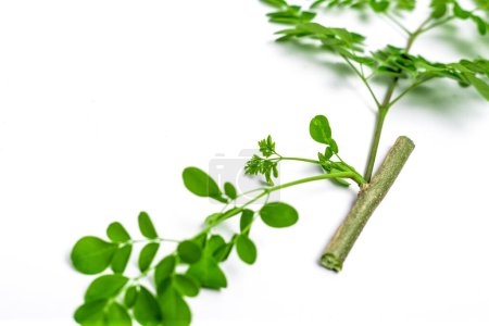 Moringa oleifera. Moringa Blätter auf weißem Hintergrund