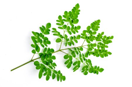 Moringa oleifera. Moringa Blätter auf weißem Hintergrund