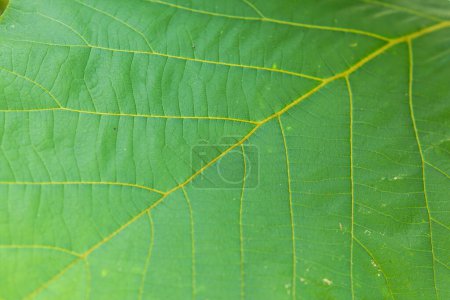 Teak tree leaf texture. Natural green background