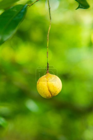 Nutmeg or Myristica fragrans. Fresh nutmeg on the tree. Nutmeg is a type of spice originating from Maluku, Indonesia