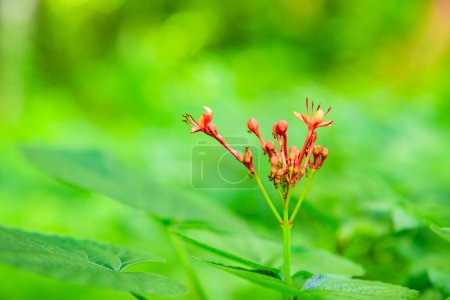 Jatropha podagrica is an upright herb that has medicinal properties. Natural green background