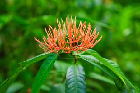 Jatropha podagrica es una hierba erguida que tiene propiedades medicinales. Fondo verde natural