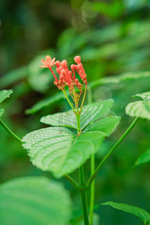 Jatropha podagrica is an upright herb that has medicinal properties. Natural green background