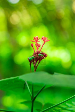 Jatropha podagrica est une herbe dressée qui a des propriétés médicinales. Fond vert naturel