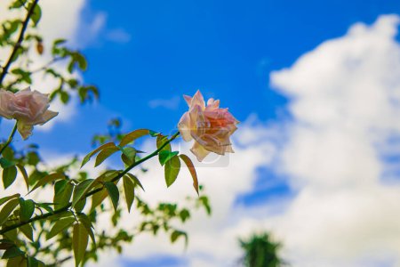 Rose flowers in the garden on a cloudy sky background