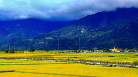 Photo for Wide golden rice field,rural scenery,lattice ridge furrow and mountain,cloudscape. Scenic vast flatland view.ChishangTaitungTaiwan.For branding,calender,postcard,screensave,wallpaper,poster,banner,cover,website.High quality photo - Royalty Free Image