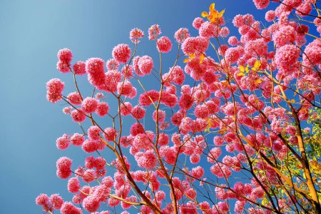 Cheerful and beautiful Rosy Trumpet Tree flower against clear blue sky, in Cheng Ching Lake,High quality photo photographed in Kaohsiung City,Taiwan.For branding,calender,postcard,screensave,wallpaper,poster,banner,cover,website.