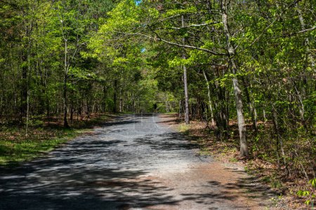 Una foto de una ruta de senderismo en el bosque del Parque Manasquan Rervoir en Nueva Jersey.