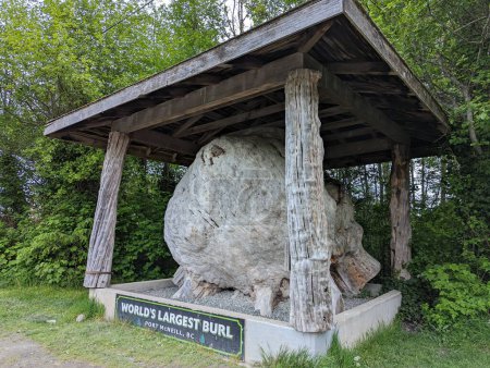 Photo for World's largest wooden burl in Port McNeil, B.C. Canada - Royalty Free Image