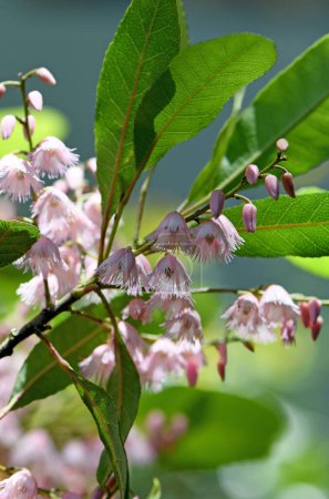 Photo for Delicate pink flowers of the Australian native Blueberry Ash, Elaeocarpus reticulatus, family Elaeocarpaceae. Endemic to the east coast of Australia. Known as Fairy Petticoats due to fringed flowers - Royalty Free Image