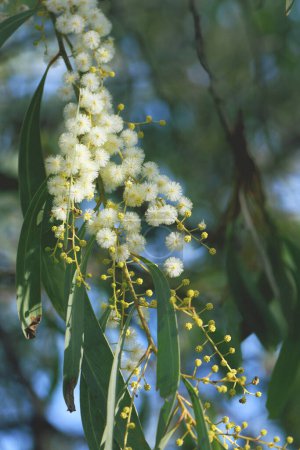 Téléchargez les photos : Fleurs jaunes rétro-éclairées du bétail doré, Acacia pycnantha, famille des Fabaceae. Endémique de l'intérieur sud-est de l'Australie. Apparaît sur les armoiries du Commonwealth australien. - en image libre de droit