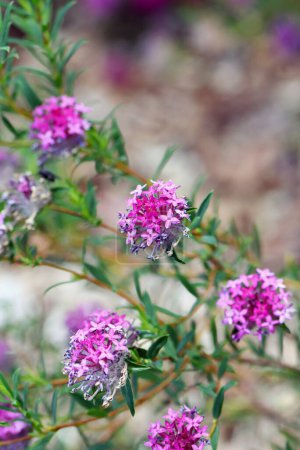 Fleurs roses et violettes du cultivar Deep Dream de la fleur de riz Rose Banjine, Pimelea rosea, famille des Thymelaeaceae. Endémique de la côte sud-ouest de l'Australie occidentale. Floraison de printemps.