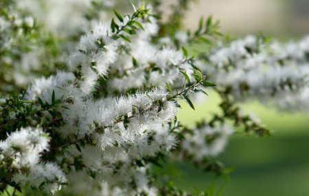 Flores blancas crema de un árbol de té Melaleuca nativo de Australia, familia Myrtaceae. Endémica de NSW. También conocido como mirto miel. Las hojas proporcionan aceite de árbol de té utilizado como antiséptico, en la industria del perfume. Floración primavera y verano.