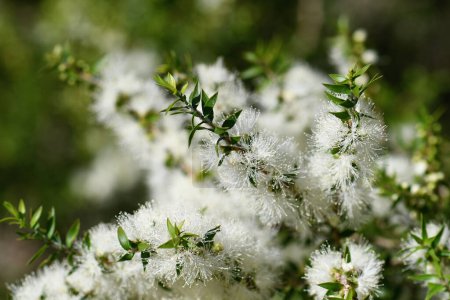 Fleurs blanches crème d'un arbre à thé Melaleuca natif d'Australie, famille des Myrtacées. Endémique à la NSW. Aussi connu sous le nom de myrte du miel. Feuilles fournissent de l'huile d'arbre à thé utilisé comme antiseptique, dans l'industrie du parfum. Floraison printanière et estivale.