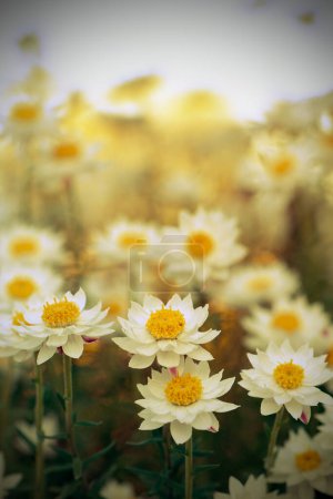 Vintage toned spring summer wildflower meadow nature background. Australian native white and yellow everlasting daisies, Rhodanthe anthemoides, family Asteraceae. Endemic to montane regions