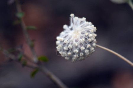 Téléchargez les photos : Tête de graine d'une fleur de flanelle indigène australienne, Actinotus helianthi, famille des Apiaceae, poussant dans le sous-étage d'une forêt ouverte près de Sydney, en Nouvelle-Galles du Sud. Floraison du printemps à l'été. - en image libre de droit