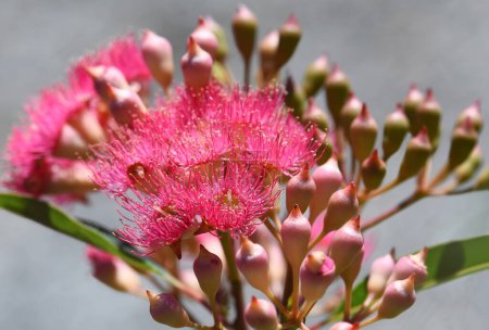 Photo for Sunlit pink blossoms and buds of the Australian native flowering gum tree Corymbia ficifolia, Family Myrtaceae. Summer flowering - Royalty Free Image