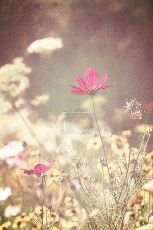 Vintage faded grunge textured wildflower meadow with central pink cosmos flower. Nature floral antique romantic background with copy space.