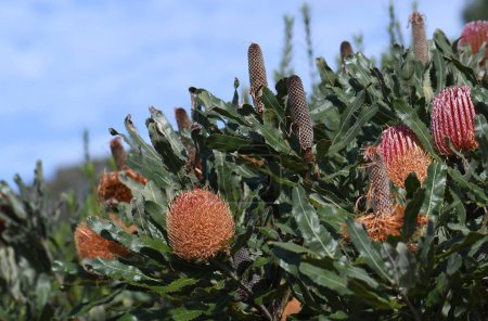 Photo for Hardy, drought tolerant Western Australian native garden with flowers and cones of the native Firewood Banksia, Banksia menziesii, family Proteaceae, under a blue sky. Shrub or small tree endemic to Avon Wheatbelt, Geraldton Sandplains, Jarrah Forest - Royalty Free Image