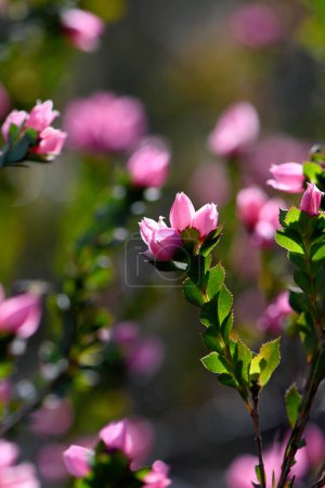 Téléchargez les photos : Gros plan de fleurs roses rétroéclairées de la rose indigène australienne, Boronia serrulata, famille des Rutaceae. Endémique à la forêt de bruyère et de sclérophylle sur les sols sableux de la région de Sydney, NSW. - en image libre de droit