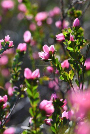 Téléchargez les photos : Fleurs roses rétroéclairées de la rose indigène australienne, Boronia serrulata, famille des Rutaceae. Endémique à la forêt de bruyère et de sclérophylle sur les sols sableux de la région de Sydney, NSW. - en image libre de droit