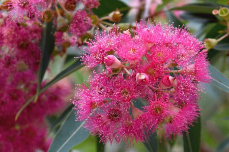 Nahaufnahme der wunderschönen rosafarbenen Blüten des australischen Kaugummibaums Corymbia ficifolia, Familie Myrtaceae. Sommer blühender Zierbaum.