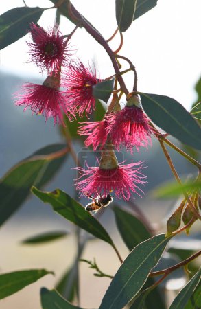 Bees on pink blossoms of the Australian native Mugga or Red Ironbark Eucalyptus sideroxylon, family Myrtaceae, in central west NSW. Small to medium gum tree endemic to dry sclerophyll forest and woodland of eastern Australia. Hardwood used for timber