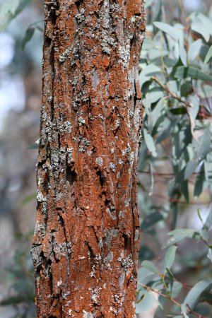 Gros plan de l'écorce de la Mugga Red Ironbark australienne Eucalyptus sideroxylon, famille des Myrtacées. Bois feuillus utilisés pour le bois, la construction lourde, les traverses, les poteaux, les planchers, les meubles, le tournage, la menuiserie, le bois de chauffage