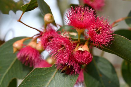 Nahaufnahme von rosaroten Blüten der australischen Mugga oder Red Ironbark Eucalyptus sideroxylon, Familie Myrtaceae, im zentralen West NSW. Kleiner bis mittlerer Kaugummibaum endemisch in trockenen Sklerophyllwäldern