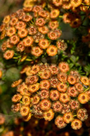 Orangefarbene Blüten der australischen Goldfederblume Verticordia chrysantha, Familie Myrtaceae. Blütezeit Frühling bis Sommer. Endemisch für Westaustralien