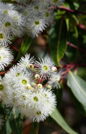 Closeup of white blossoms of the Australian native Red Bloodwood, Corymbia gummifera, family Myrtaceae, in Sydney woodland, NSW.  Previously known as Eucalyptus gummifera. Endemic to east coast of Australia.