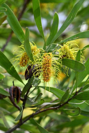 Flores verdes amarillas de la vulnerable nativa australiana Tres venas Hakea, Hakea trineura, familia Proteaceae. Distribución restringida a los suelos en colinas y rangos de roca serpentinita en la región de Rockhampton del centro de Queensland. 