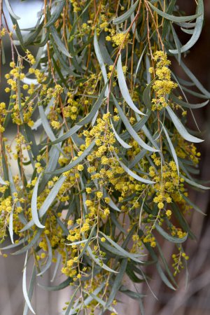 Yellow flowers and blue grey foliage of the Australian native Weeping Myall, Acacia pendula, family Fabaceae, growing in central west NSW. Endemic to alluvial soils of eastern Australia. Drought and frost tolerant.
