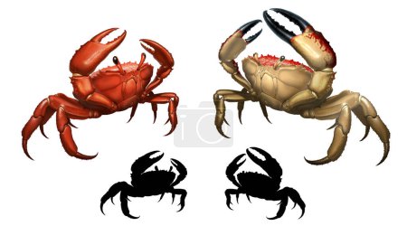 Giant crab monster set. rab big red attacks aggressively by lifting its claws upward. King Crab running along the beach realism illustration isolate. 