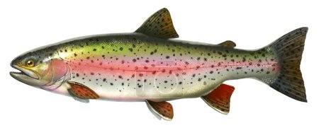 Große Regenbogenforellen. Flussfische Seitenansicht, Illustration isolieren realistisch auf weißem Hintergrund.