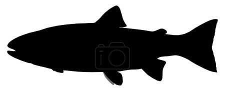 Photo for Big stencil-plate rainbow trout. River fish side view silhouette, illustration isolate realistic. - Royalty Free Image