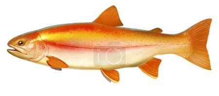 Photo for Albino amber lake trout. River fish side view illustration isolate realistic on white background. - Royalty Free Image