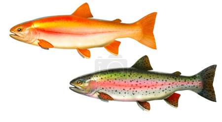 Set Albino Bernstein Seeforellen. Regenbogenforelle Fische Seitenansicht Illustration zu isolieren realistisch auf weißem Hintergrund.