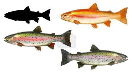 Set Albino Bernstein Seeforellen. Regenbogenforelle Fische Seitenansicht Illustration zu isolieren realistisch auf weißem Hintergrund Silhouette.
