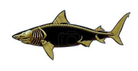 Photo for Cross-sectional silhouette of a shark. Silhouette scientific big shark illustration realism isolate. - Royalty Free Image