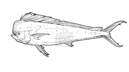 Mahi mahi Alte oder Delfinfische isoliert auf weiß. Realistische Illustration von Mahi Mahi oder Delfinen isoliert auf weißem Hintergrund. Skizze von der Seite.