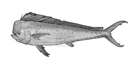 Mahi mahi Alte oder Delfinfische isoliert auf weiß. Realistische Illustration von Mahi Mahi oder Delfinen isoliert auf weißem Hintergrund. Seitenansicht Schwarz-Weiß-Skizze.
