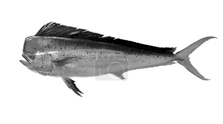 Mahi mahi Alte oder Delfinfische isoliert auf weiß. Realistische Illustration von Mahi Mahi oder Delfinen isoliert auf weißem Hintergrund. Seitenansicht Schwarz und Weiß.