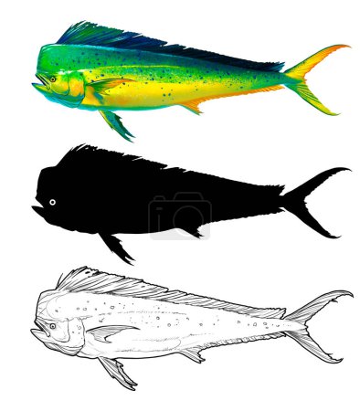 Mahi mahi Old Set or dolphin fish isolated on white. Realistic illustration of mahi mahi or dolphin fish isolated on white background. Side view PNG.