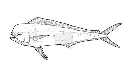 Mahi mahi Young or dolphin fish isolated on white. Realistic illustration of mahi mahi or dolphin fish isolated on white background. Side view Sketch.