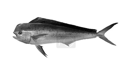 Mahi mahi Junge oder Delfinfische isoliert auf weiß. Realistische Illustration von Mahi Mahi oder Delfinen isoliert auf weißem Hintergrund. Seitenansicht Schwarz-Weiß-Skizze.