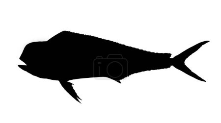 Junge Mahi Mahi oder Delfinfische isoliert auf weiß. Realistische Illustration von Mahi Mahi oder Delfinen isoliert auf weißem Hintergrund. Seitenansicht Flache Silhouette Png.