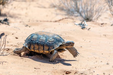 Photo for Desert Tortoise, Gopherus agassizii, in the sandy Nevada desert after emerging from its winter hibernation den. - Royalty Free Image